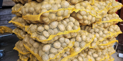 Soraya edible potatoes. Carrots, Parsley, Beetroots. Soraya edible potatoes