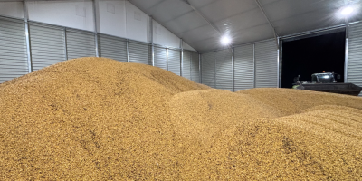 Good morning, I have 3,000 tons of corn available