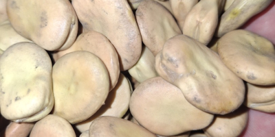 Vendo fave Rambos, varietà Bizon. Anno di raccolta 2025.