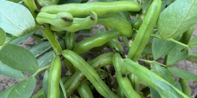 Vendo fave Rambos, varietà Bizon. Anno di raccolta 2025.