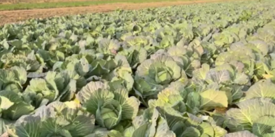 При необходимости можем организовать доставку. Бесплатная доставка в радиусе