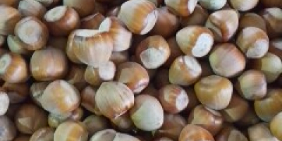 Я буду продавать фундук, приблизительно 500 кг, урожай 2025