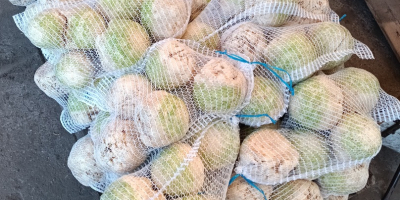 Eladó egy csiszolt zeller, egészséges és szép. Súlya 0,5-1,2