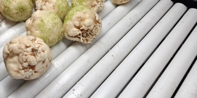 Eladó egy csiszolt zeller, egészséges és szép. Súlya 0,5-1,2