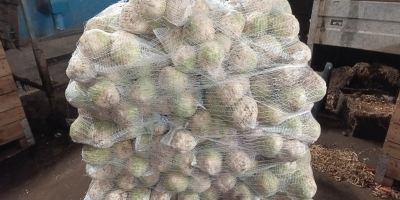 Eladó egy csiszolt zeller, egészséges és szép. Súlya 0,5-1,2