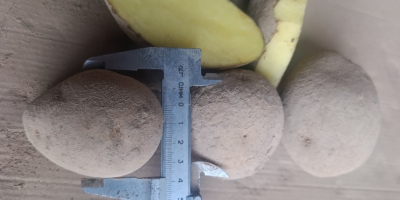 Hallo, ich verkaufe Kartoffeln der Sorten Soraya, Melody und