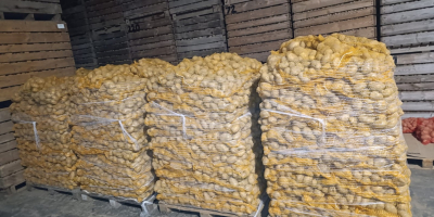 Hallo, ich verkaufe Kartoffeln der Sorten Soraya, Melody und