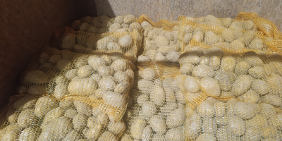 Hallo, ich verkaufe Kartoffeln der Sorten Soraya, Melody und