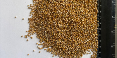 Ще продам семена от бял синап, чистота ~99%, в