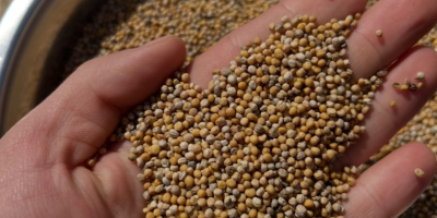 I will sell white mustard seeds, purity ~99%, in