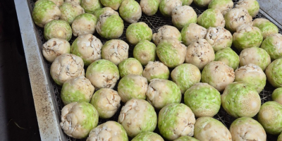 Vendo sedano lavato con una spazzola, calibro 0,4-1,2 kg.