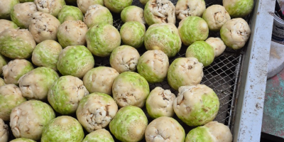 Vendo sedano lavato con una spazzola, calibro 0,4-1,2 kg.