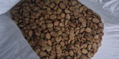 Продаю семена бобов сорта Бизон 2025, около 1,7 тонны.