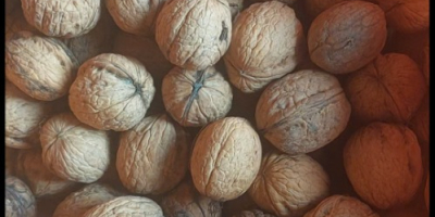 В продаже целые грецкие орехи из Польши (Люблинская область).