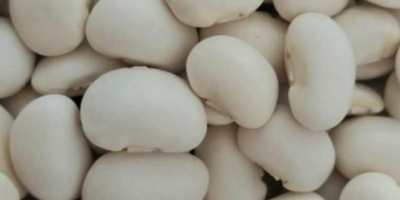 Vendo fagioli Dwarf Jack. Disponibili in sacchi da 10,