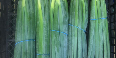 Ich werde Salat-Schnittlauch verkaufen, Herkunftsland Ägypten.