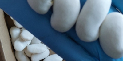 "Beautiful Hansel" beans photos before and after soaking. Tel