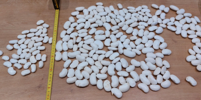 "Beautiful Hansel" beans photos before and after soaking. Tel