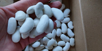 "Beautiful Hansel" beans photos before and after soaking. Tel