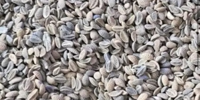 Продајем семе фацелије, почев од 22 тоне. Имате питања?