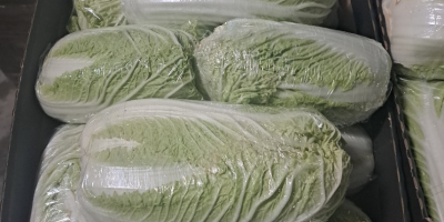 Здравейте, продавам китайско зеле, с размер 0,8-1,8 кг и