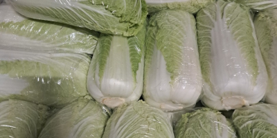 Здравейте, продавам китайско зеле, с размер 0,8-1,8 кг и