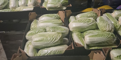 Здравейте, продавам китайско зеле, с размер 0,8-1,8 кг и