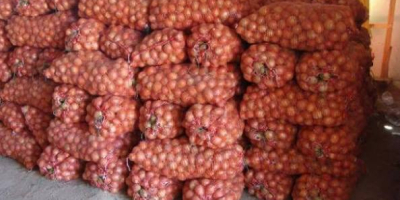 Wir sind ein zuverlässiger Zwiebelproduzent und -lieferant aus Usbekistan