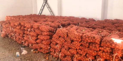 Wir sind ein zuverlässiger Zwiebelproduzent und -lieferant aus Usbekistan