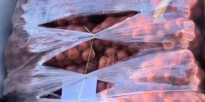 Wir sind ein zuverlässiger Zwiebelproduzent und -lieferant aus Usbekistan