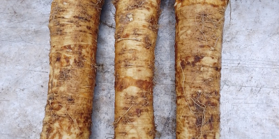 Meerrettich 600-700 kg gemischt zu verkaufen.