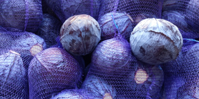 Sprzedam Kapustę Białą i kapustę czerwoną 1-3 kg opakowanie