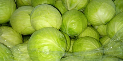 Sprzedam Kapustę Białą i kapustę czerwoną 1-3 kg opakowanie