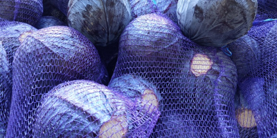 Sprzedam Kapustę Białą i kapustę czerwoną 1-3 kg opakowanie