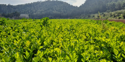 Akár 5 tonna heti szállítási kapacitás 1 tonna/nap Csomagolva