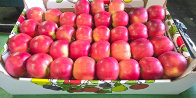 Продавам Prince Golden Jonagored Ligol Idared Gala Pinova Boskop