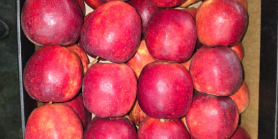 Продавам Prince Golden Jonagored Ligol Idared Gala Pinova Boskop