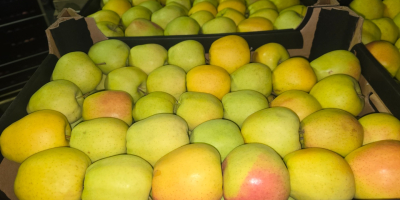 Продавам Prince Golden Jonagored Ligol Idared Gala Pinova Boskop