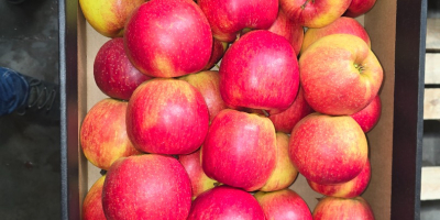 Продавам Prince Golden Jonagored Ligol Idared Gala Pinova Boskop