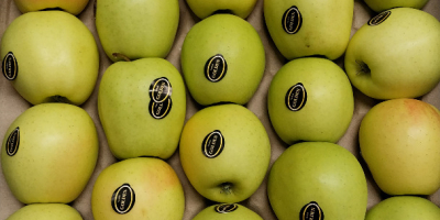 Ich verkaufe Tafeläpfel, kleine und zweitklassige Sorten: Idared, Golden