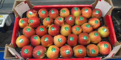 Ich verkaufe Tafeläpfel, kleine und zweitklassige Sorten: Idared, Golden