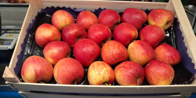 Ich verkaufe Tafeläpfel, kleine und zweitklassige Sorten: Idared, Golden