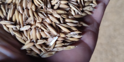 Vând ovăz, cumpărat de la uzina centrală acum un