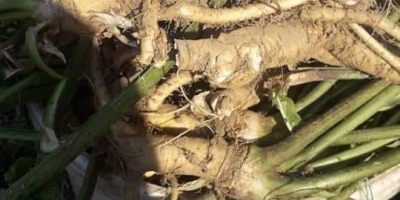 First and second class horse mackerel 20t throughout the