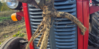 First and second class horse mackerel 20t throughout the