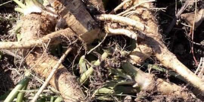 First and second class horse mackerel 20t throughout the