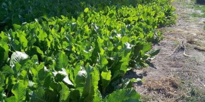 First and second class horse mackerel 20t throughout the