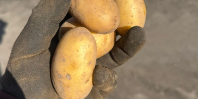 ZU VERKAUFEN: Babykartoffeln 22–40 mm – Gala &amp; Queen