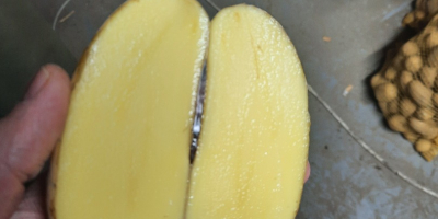 ZU VERKAUFEN: Babykartoffeln 22–40 mm – Gala &amp; Queen