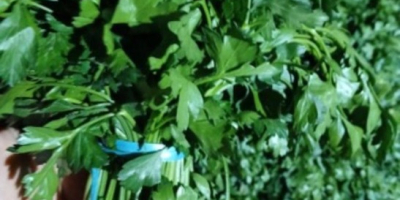 Свежая партия петрушки из Узбекистана. Товар можно увидеть в